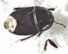 Geotomus sp.